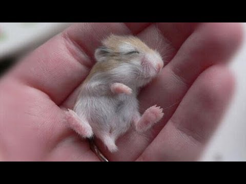 CUTEST Baby ANIMALS Ever - Adorable Little Pets Videos Vines Compilation 2017