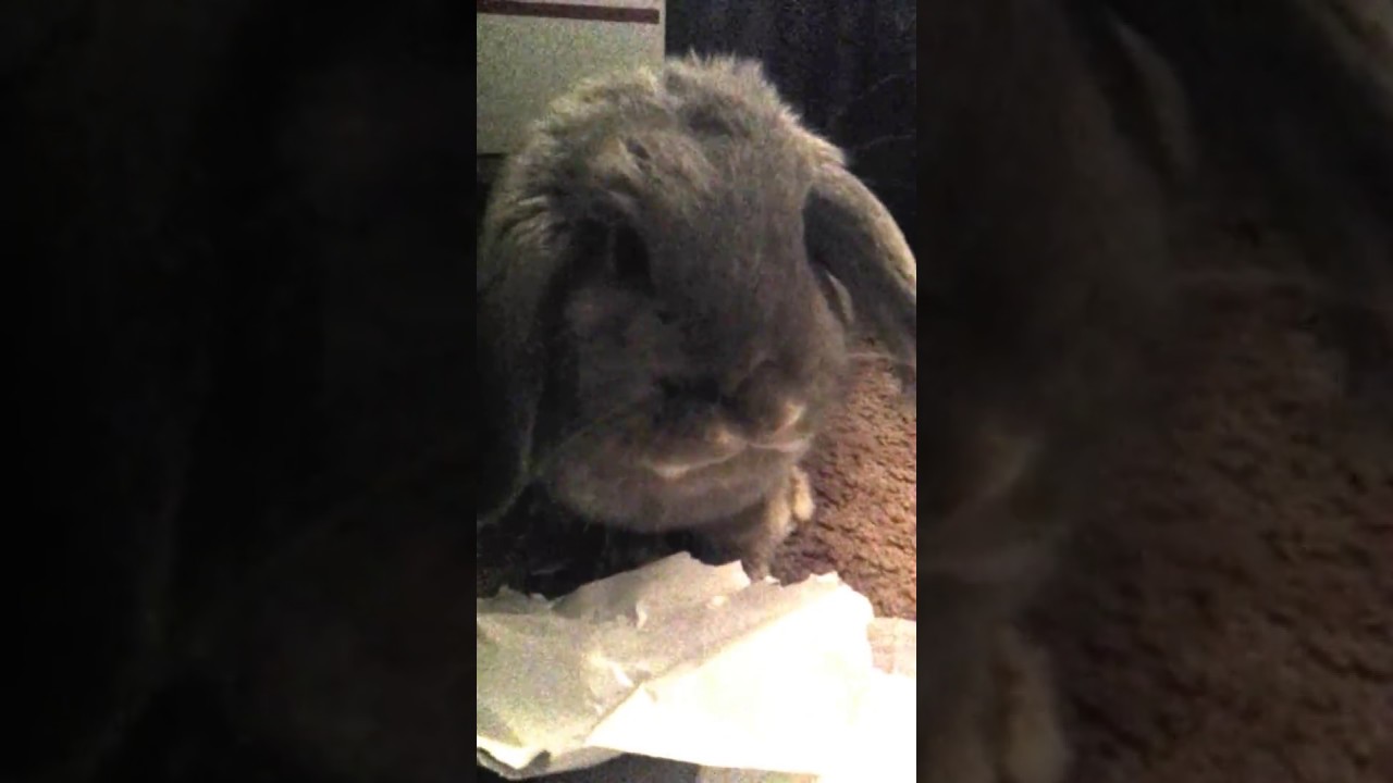 Cute Bunny Chewing and Shredding paper