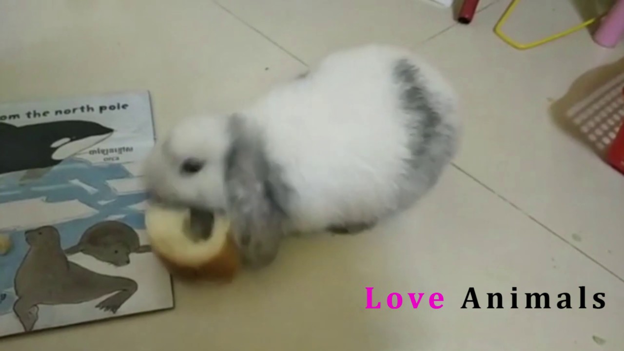 Rabbits - Funny And Cute Bunny Videos From Love Animals