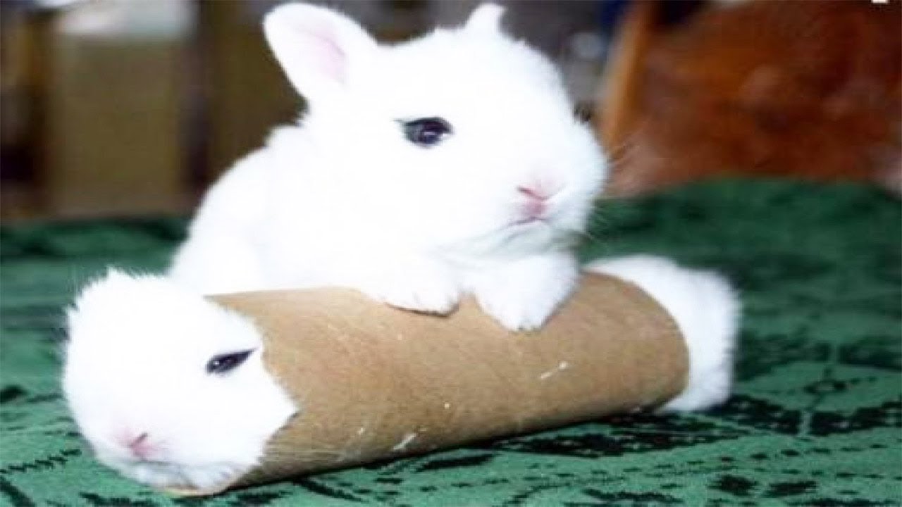 Cute Bunny Compilations
