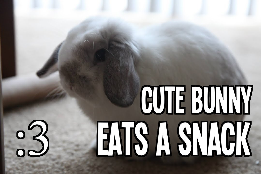 Cute Bunny Eats A Snack