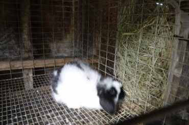 CHEAP! and easy DIY Rabbit hay feeders  Aug 2019