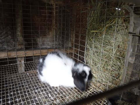 CHEAP! and easy DIY Rabbit hay feeders  Aug 2019