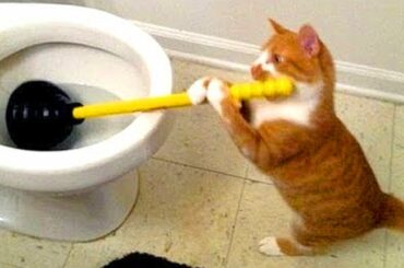 Try Not To Laugh Nov 2018 | Funny Cat Compilation | Funny Animals Videos