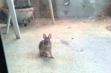 Baby bunny fell onto my deck and hurt its leg