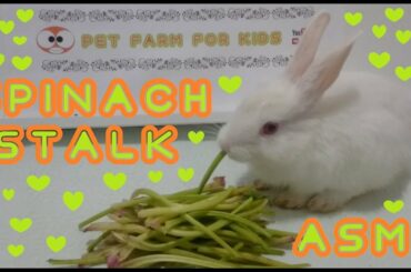 RABBİT EATS SPİNACH STALK ASMR - RABBİT ROMEO