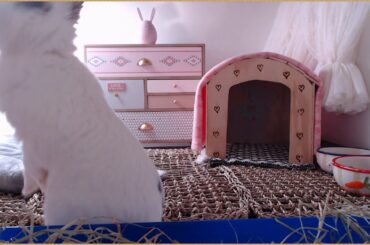 DOOM and Bunny. Finishing DOOM 1