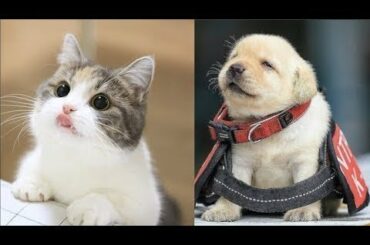 Cute baby animals Videos Compilation cute moment of the animals