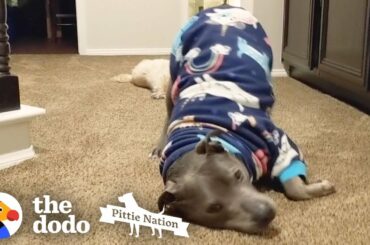 This Pittie's the Cutest, Biggest Baby Ever | The Dodo Pittie Nation