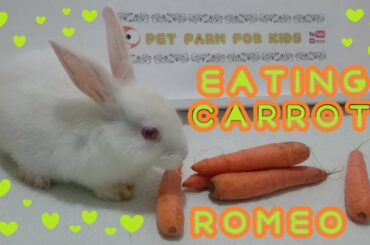 RABBİT EATS CARROT ASMR! RABBİT ROMEO