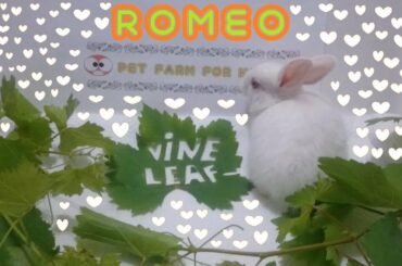 RABBİT EATS VİNE LEAF ASMR & Rabbit ROMEO
