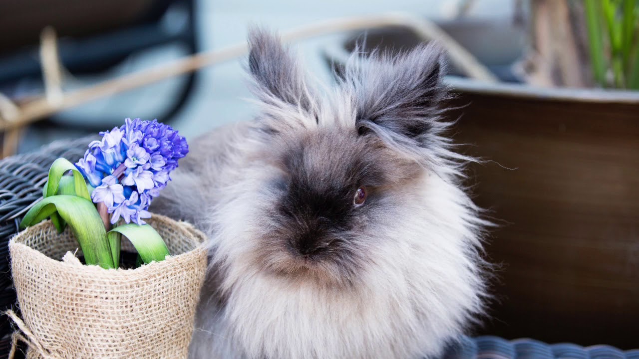 Cute bunny photos