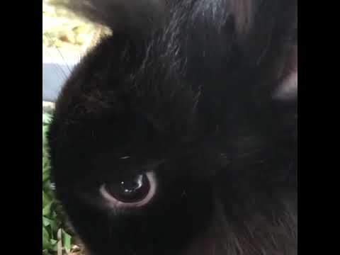 Cute bunny crunching veg!