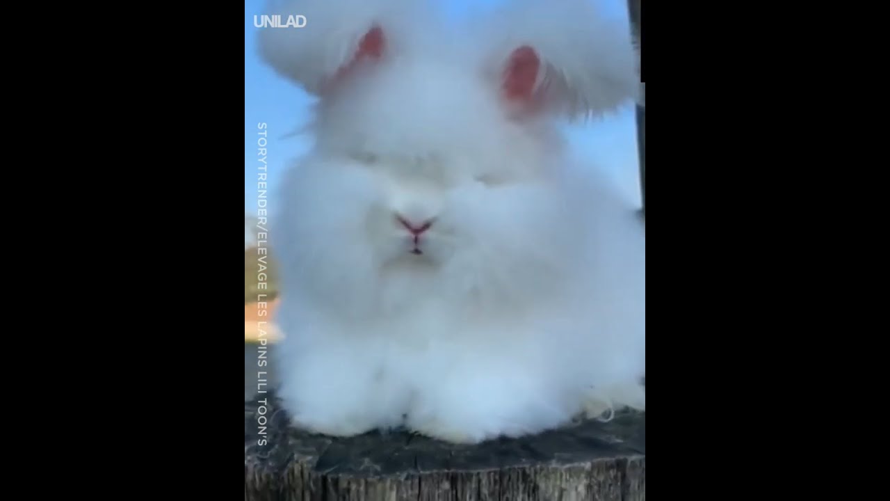 Cute Bunnies Cuteness Are on Another Level▶