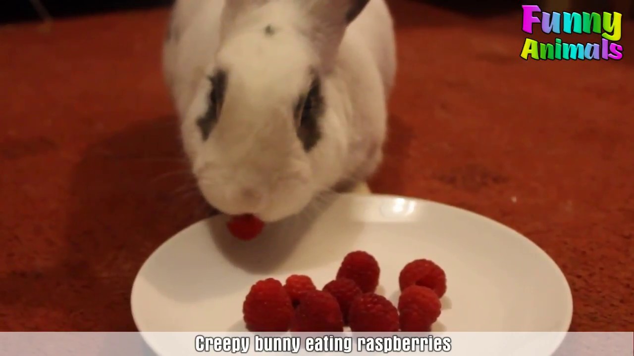 Cute Baby Bunny Eating Raspberries - Funny Rabbit Video 2017