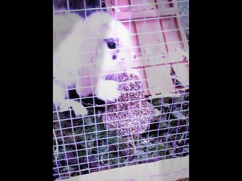 Cute little baby rabbit playing