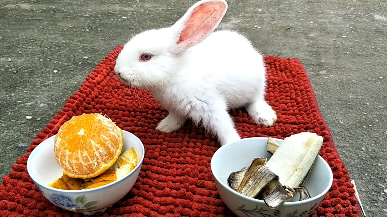 Rabbit taste test: Orange or Banana? What will Baby Bunny choice?