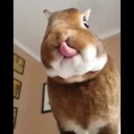 Cute Rabbit Eating In Slow Motion