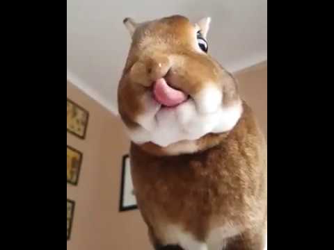 Cute Rabbit Eating In Slow Motion