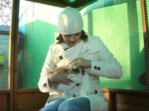 Funny video of TV reporter being bitten by cute rabbit!