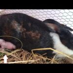 Newborn Baby Bunnies Hungry And Sleep - Cute Baby Rabbit Video - Cute Baby Bunny and Mother