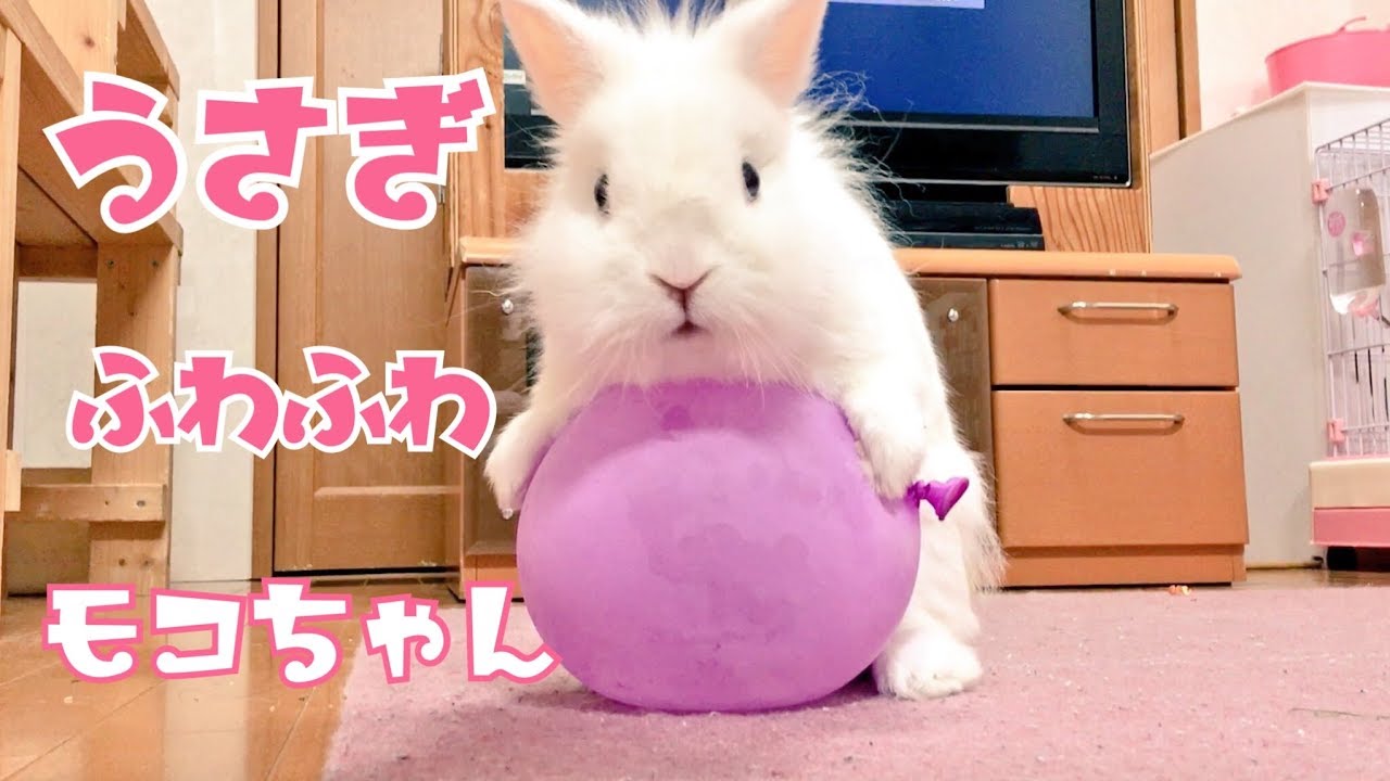 うさぎふわふわモコちゃん Cute rabbit