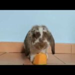 Cute rabbit eating melon