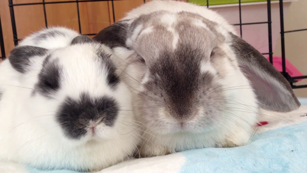 Cute Bunny Couple (adult and baby rabbit bonding)