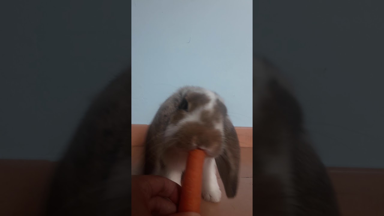 Cute rabbit eating a carrot ASMR