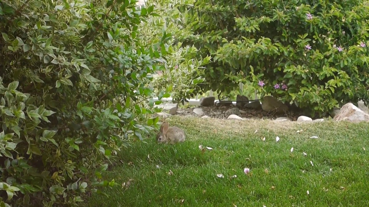 Cute Wild Baby Rabbit in our garden