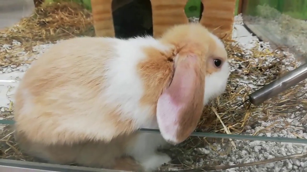 Conejo Belier o Minilop comiendo. Cute rabbit.