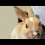Petting This Cute Baby Bunny Rabbit Too Cute