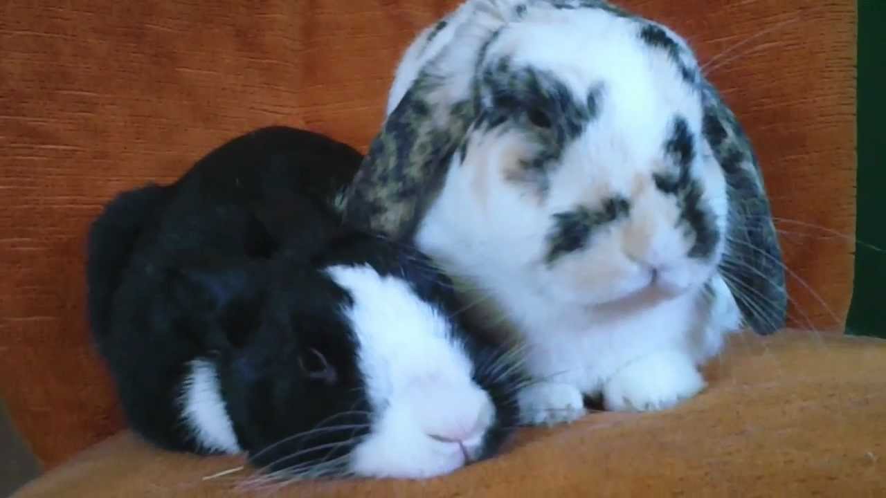 cute rabbit couple