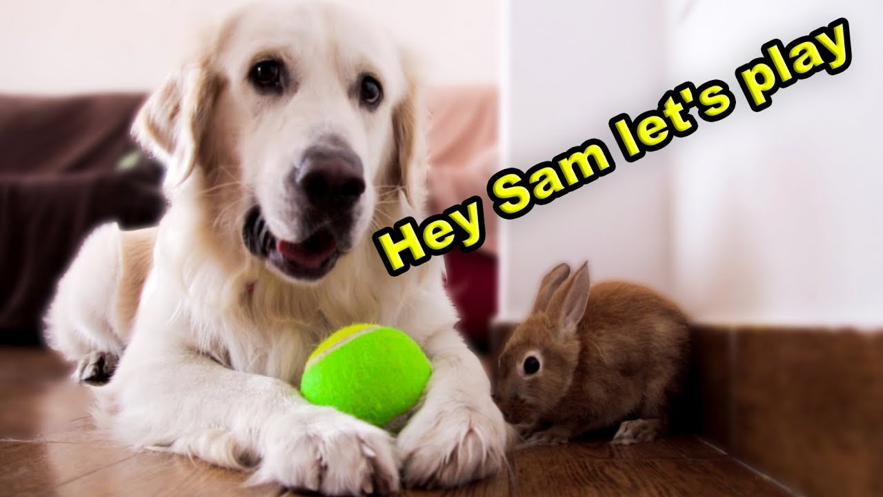 Dog Wants to Play with Rabbit