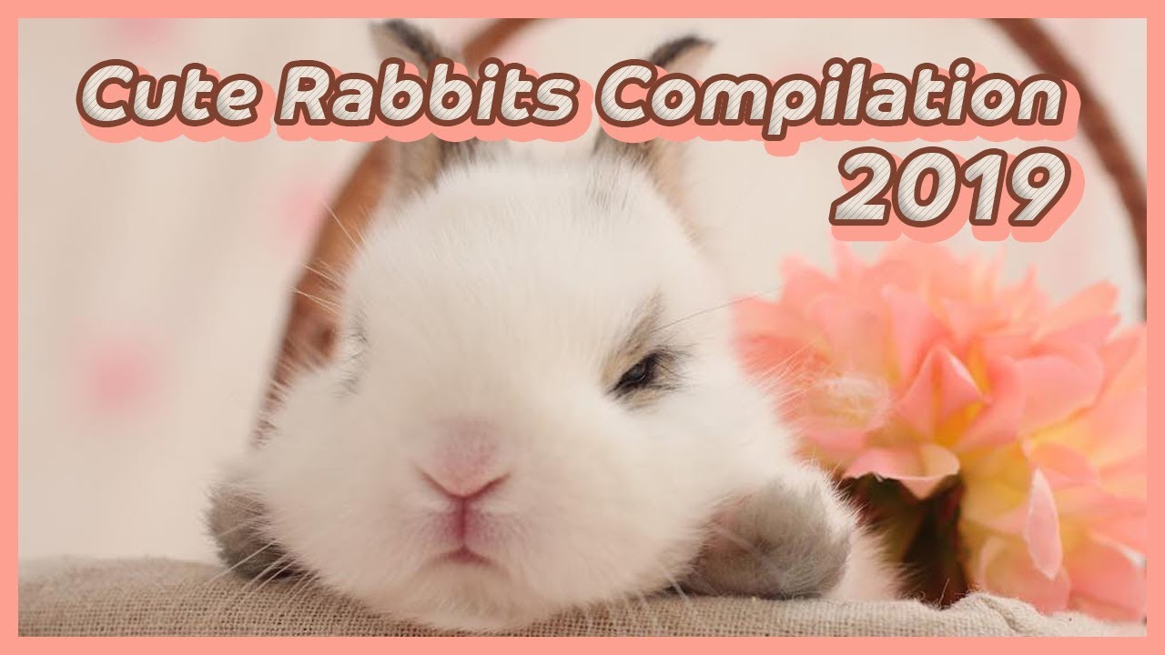 Cute Baby Bunny Rabbit Videos - Cute Rabbits Compilation 2019