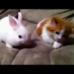 Kitten watching baby bunny eat