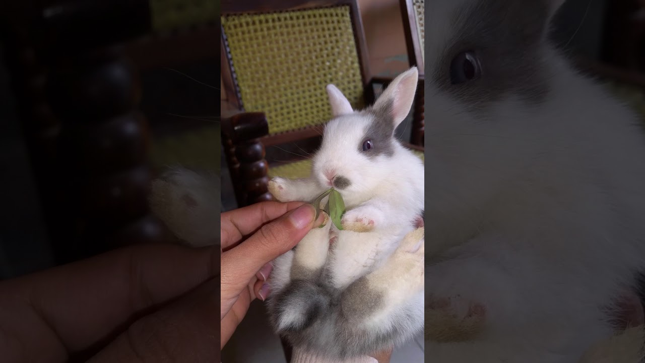 My Cute baby bunny rabbit Shy to Camera