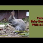 Cute Baby Bunny Rabbits~Wild & Free~Wildlife In My Backyard
