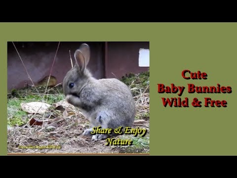 Cute Baby Bunny Rabbits~Wild & Free~Wildlife In My Backyard