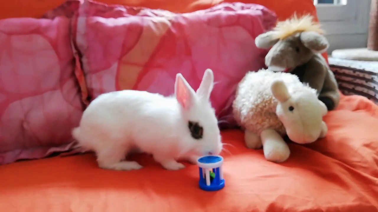 Conejo jugando feliz con pelota y sus juguetes. Cute bunny, funny rabbit.