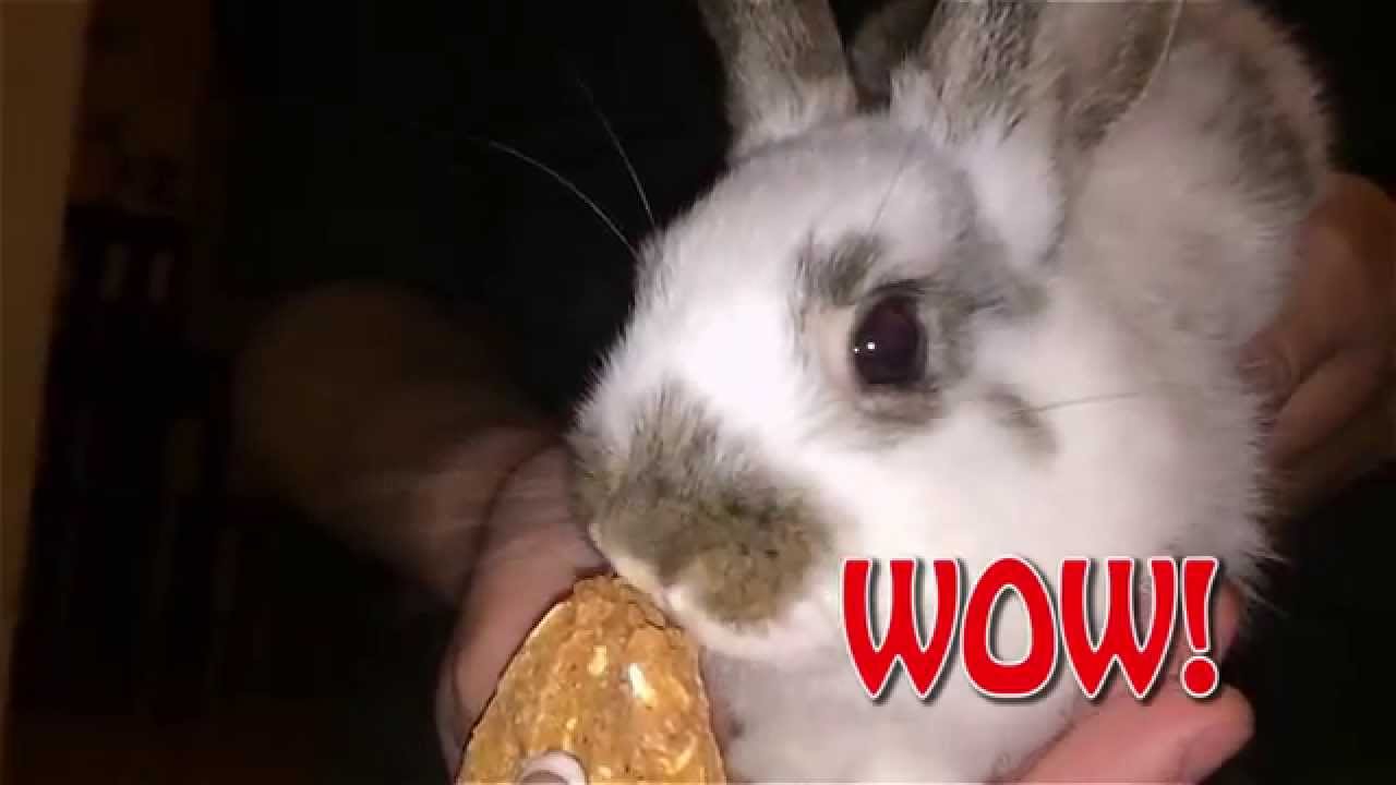 Cute Bunny Eating In Slow Motion