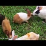 Funny and Cute Baby Bunny Rabbit Videos Compilation - Cute Rabbits - Media Videos