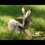 FUNNY BUNNY Cute Rabbit in Calgary Downtown