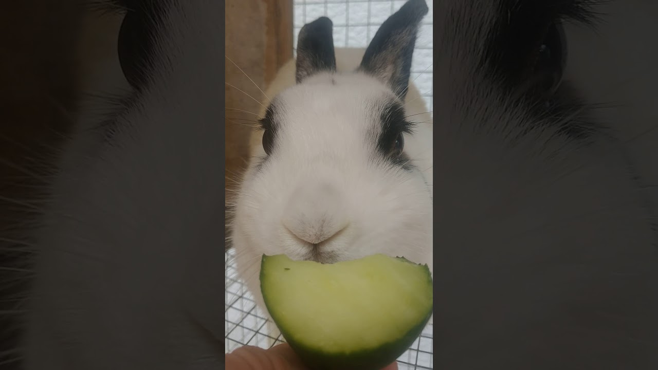 Baby Bunny Eating Crunchy Cucumber ADORABLE |Ruby's Zoo