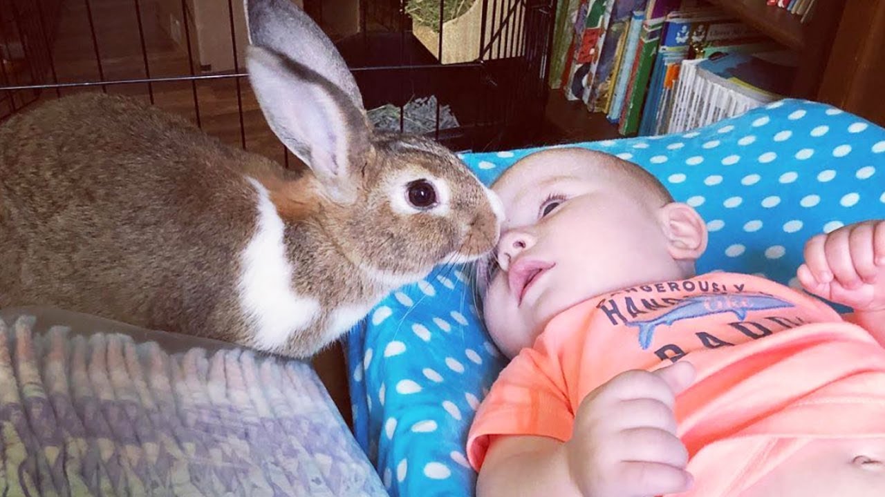 Funny Baby and Rabbit Playing Together - Cute Baby Videos