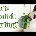BudgetBunny: Cute Rabbit Eating