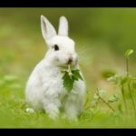 Rabbit - A Funny And Cute Bunny Videos Compilation || Cute baby animals Videos