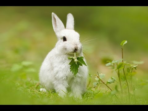 Rabbit - A Funny And Cute Bunny Videos Compilation || Cute baby animals Videos