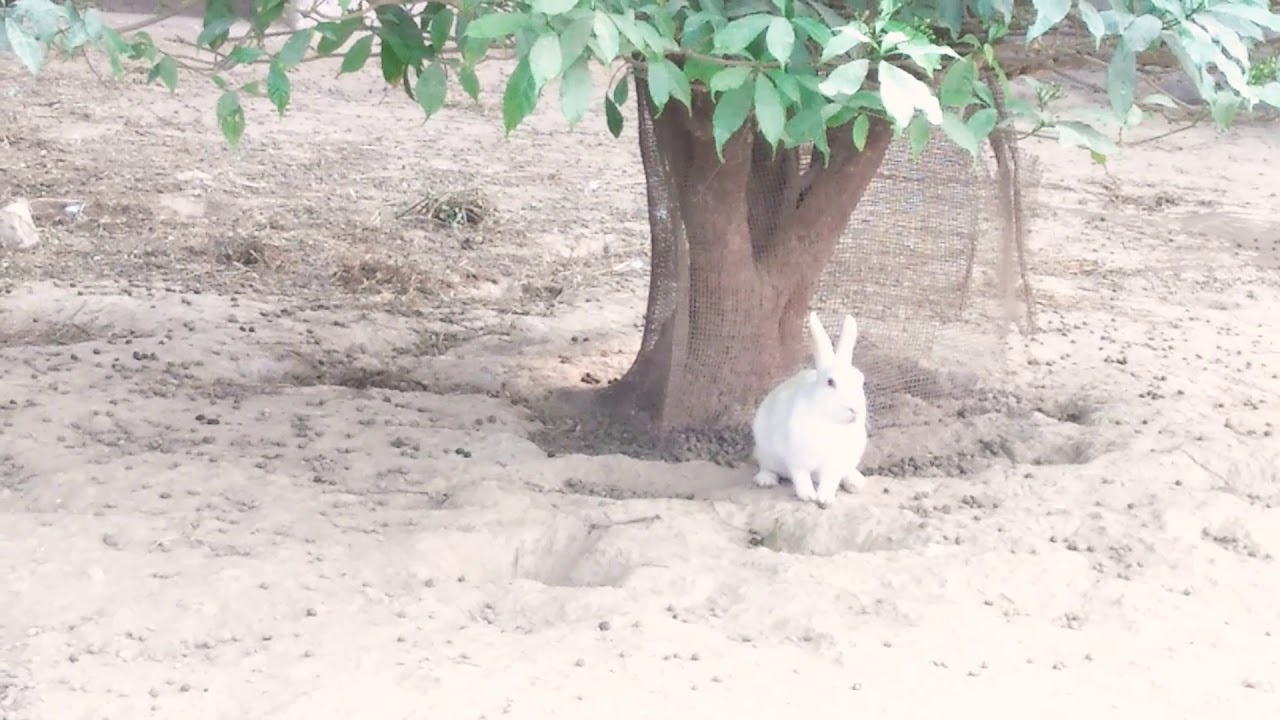 Cute rabbit moments