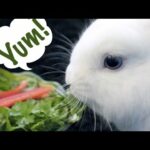 Cute Rabbit Eating Veggies